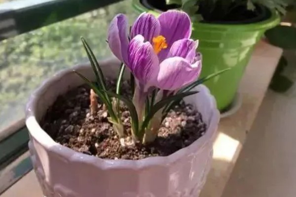 藏红花怎么栽培，播种后压实土壤并浇灌定根水