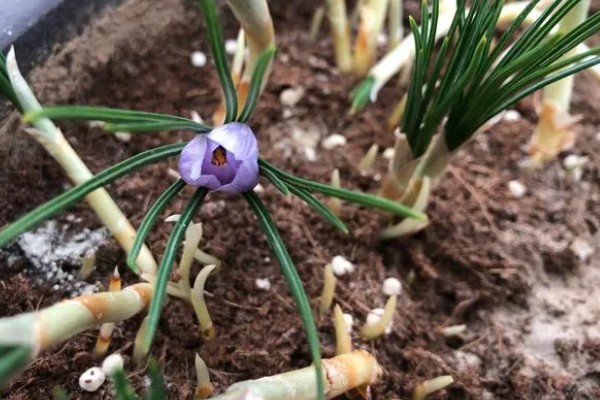 藏红花怎么栽培，播种后压实土壤并浇灌定根水
