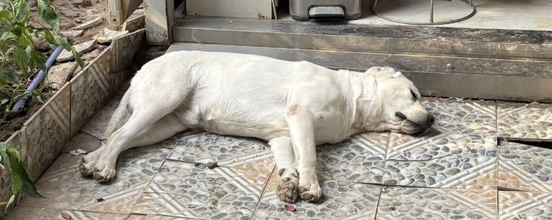 狗狗倒睫毛的原因，遗传或者品种原因导致的