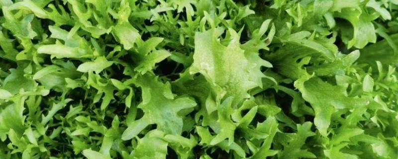 苦菊夏天可以种，苦菊在夏季可以种植