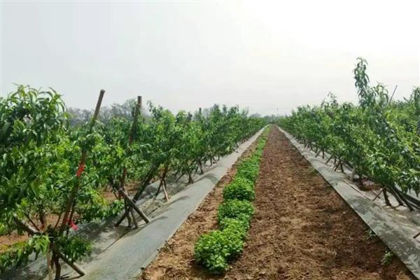 油桃怎么修剪,前期主要剪除歪斜的枝条