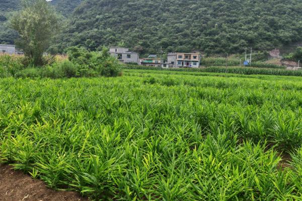 生姜在地里不挖可以过冬吗,通常不可以在地里过冬