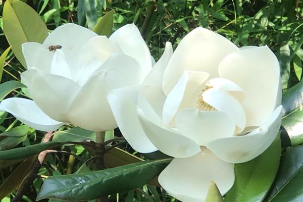 白玉兰花的寓意，寓意纯净安静、高尚纯洁等