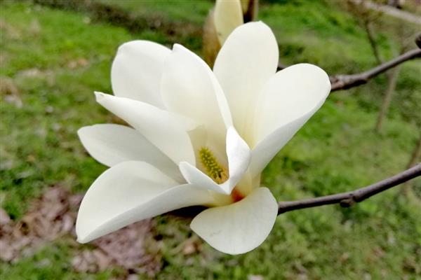 白玉兰花的寓意，寓意纯净安静、高尚纯洁等