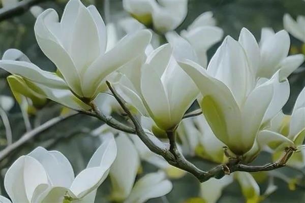 白玉兰花的寓意，寓意纯净安静、高尚纯洁等