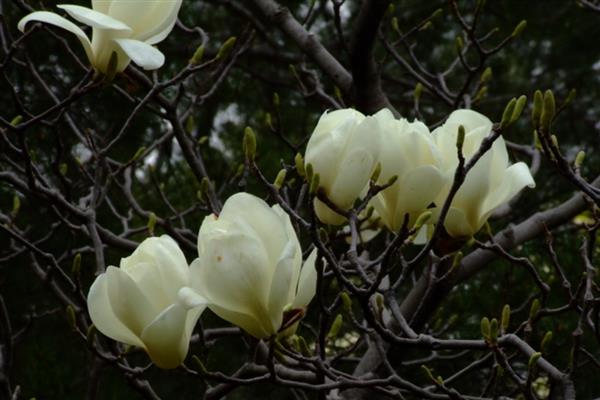 白玉兰花的寓意，寓意纯净安静、高尚纯洁等