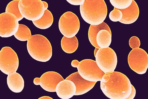 酵母菌怎么繁殖，分为有性繁殖、无性繁殖