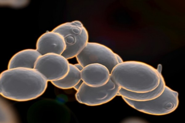 酵母菌怎么繁殖，分为有性繁殖、无性繁殖