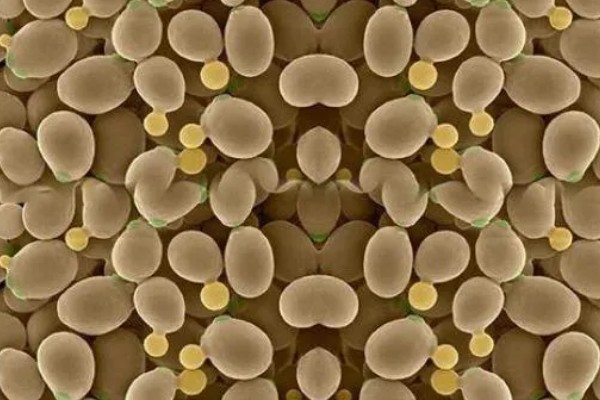 酵母菌怎么繁殖，分为有性繁殖、无性繁殖