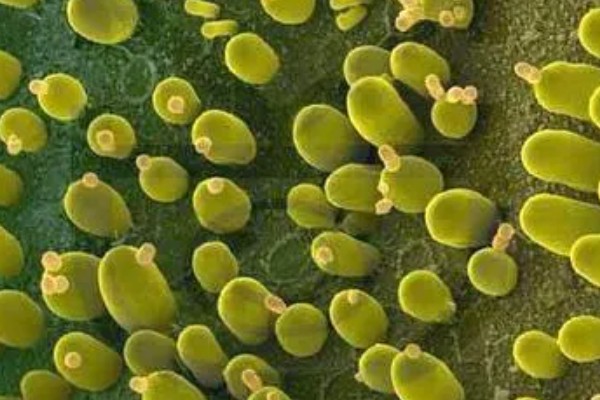 酵母菌怎么繁殖，分为有性繁殖、无性繁殖