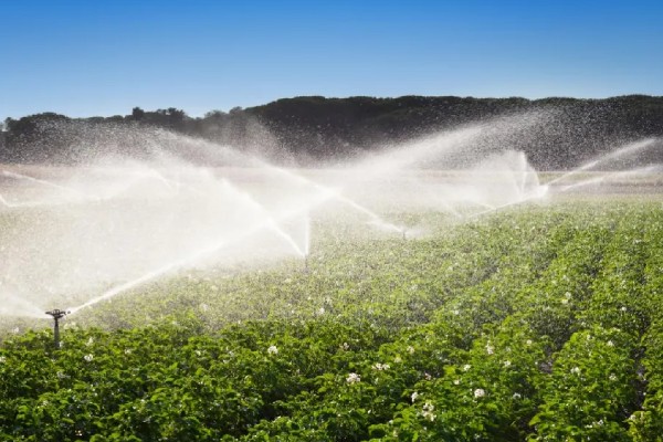 水溶性肥料是什么,指可以完全溶解在水里的肥料