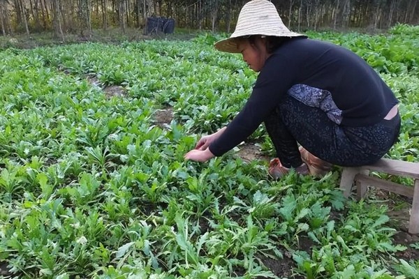 茼蒿的收割方法，地上部分可以全部割除