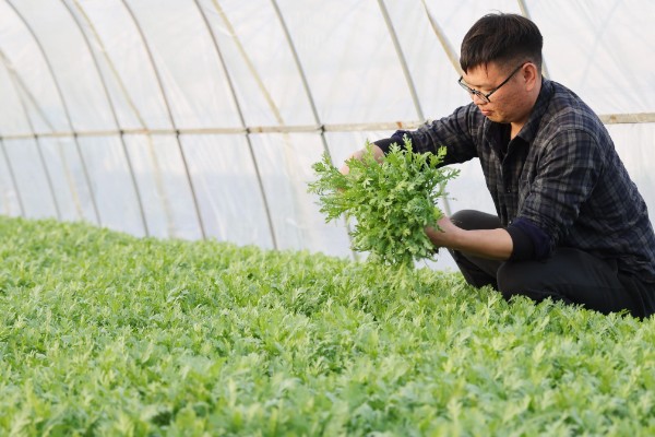 茼蒿的收割方法，地上部分可以全部割除