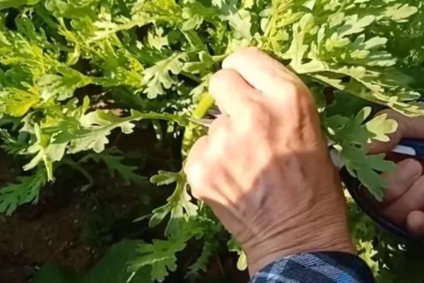 茼蒿的收割方法，地上部分可以全部割除
