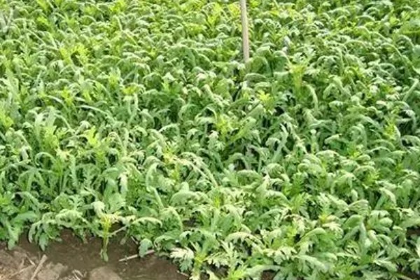 茼蒿的收割方法，地上部分可以全部割除