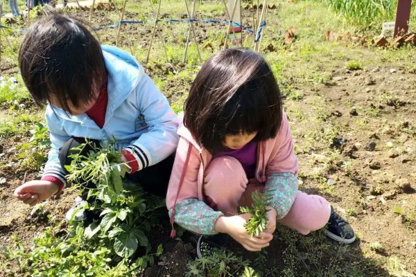 茼蒿的收割方法，地上部分可以全部割除