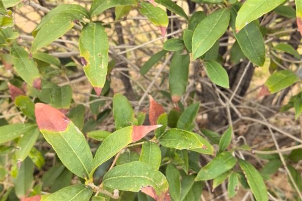 桂花叶子长锈斑如何处理,发生褐斑病可以喷施代森锌或退菌特