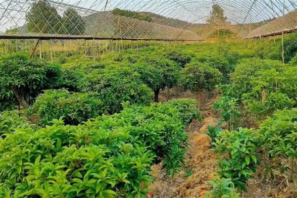 桂花叶子长锈斑如何处理,发生褐斑病可以喷施代森锌或退菌特