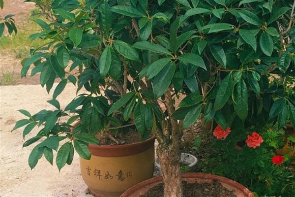 桂花叶子长锈斑如何处理,发生褐斑病可以喷施代森锌或退菌特