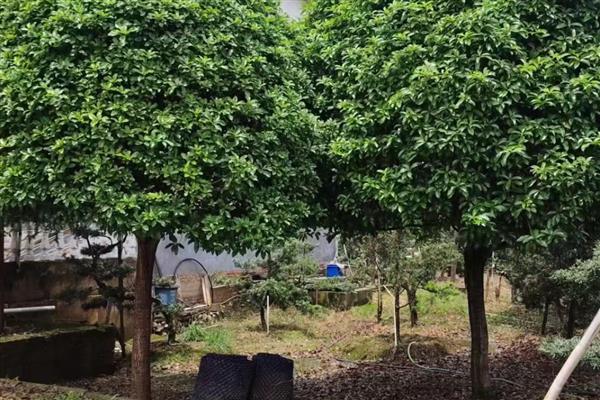 桂花叶子长锈斑如何处理,发生褐斑病可以喷施代森锌或退菌特