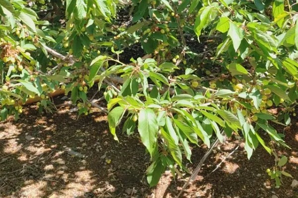 大樱桃怎么栽培,根据土壤肥力决定种植密度