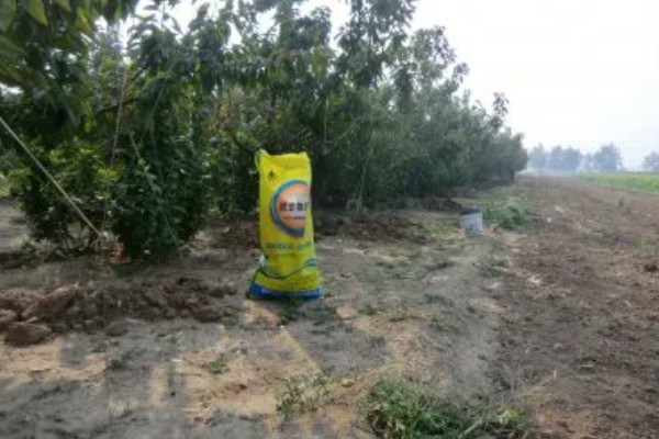 大樱桃怎么栽培,根据土壤肥力决定种植密度
