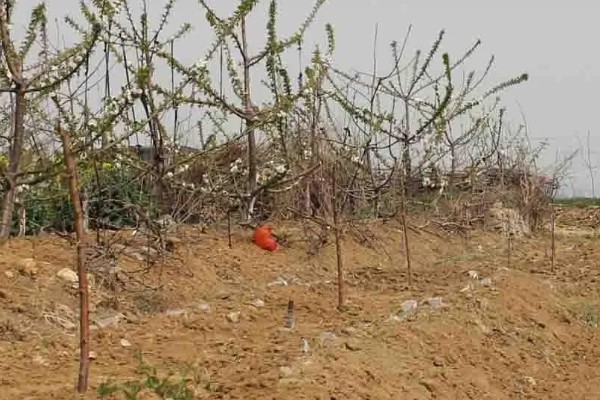 大樱桃怎么栽培,根据土壤肥力决定种植密度