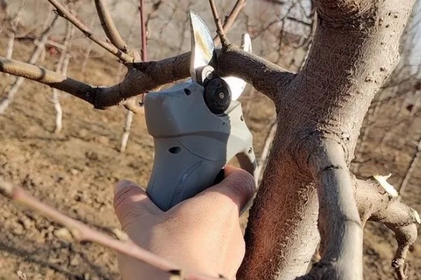 大樱桃怎么栽培,根据土壤肥力决定种植密度