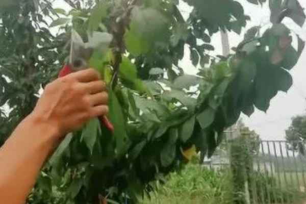 大樱桃怎么栽培,根据土壤肥力决定种植密度