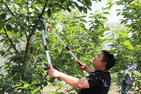 大樱桃怎么栽培,根据土壤肥力决定种植密度