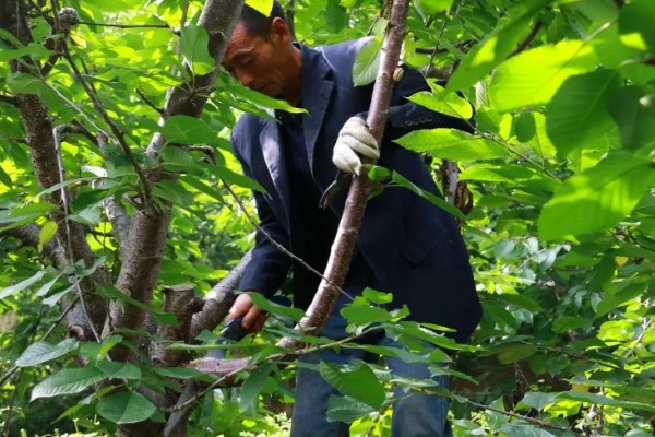 大樱桃怎么栽培,根据土壤肥力决定种植密度