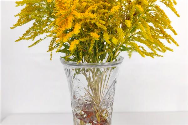一枝黄花如何插花才能长期养护,每隔2-3天换一次水