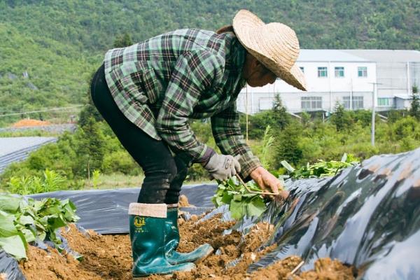 红薯怎么施肥，提苗肥在距离幼苗10厘米的位置施入