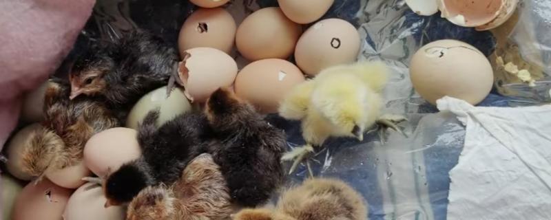 小鸡啄破小洞多久可以出壳，5-12个小时就会出壳