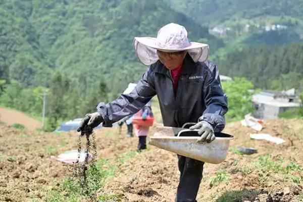 红薯怎么施肥，提苗肥在距离幼苗10厘米的位置施入