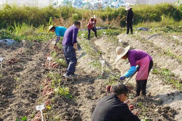 红薯怎么施肥，提苗肥在距离幼苗10厘米的位置施入