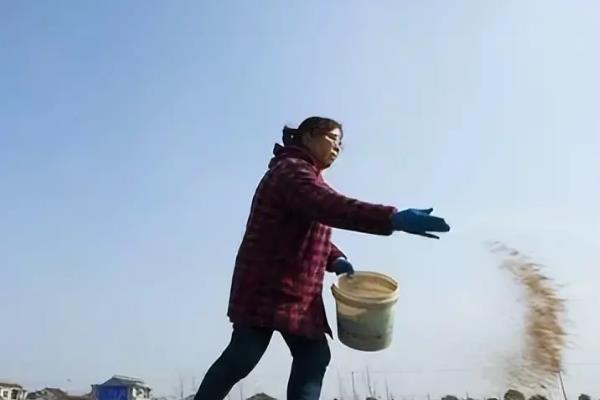 红薯怎么施肥，提苗肥在距离幼苗10厘米的位置施入