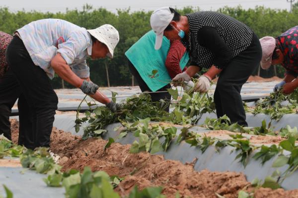 红薯怎么施肥，提苗肥在距离幼苗10厘米的位置施入