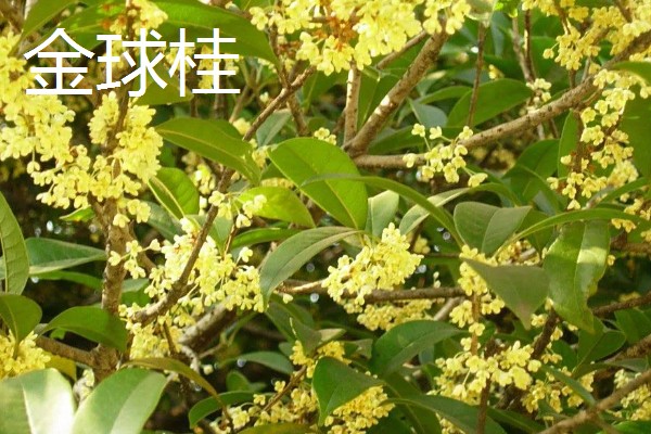 金桂的品种,金球桂、齿叶金桂等品种很常见