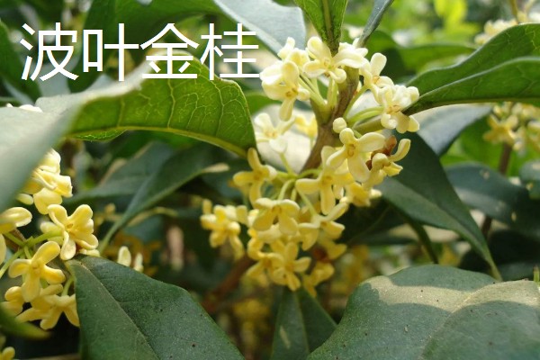金桂的品种,金球桂、齿叶金桂等品种很常见