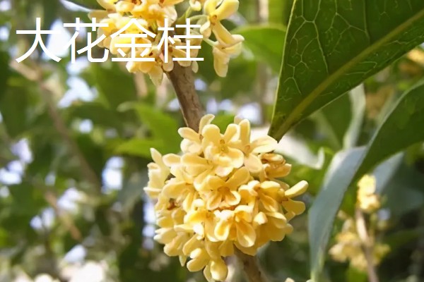 金桂的品种,金球桂、齿叶金桂等品种很常见