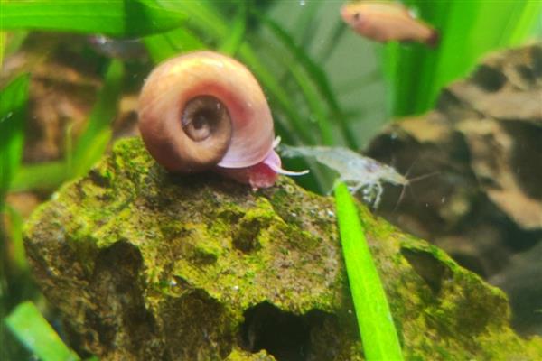 苹果螺吃鱼屎吗,苹果螺可以吃鱼屎