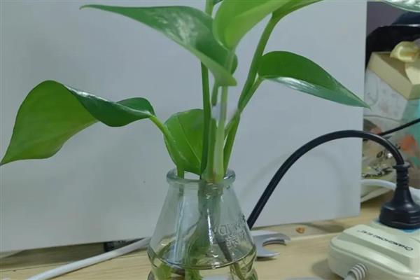 水养绿萝如何让它茂盛生长，初期每隔3天换一次水