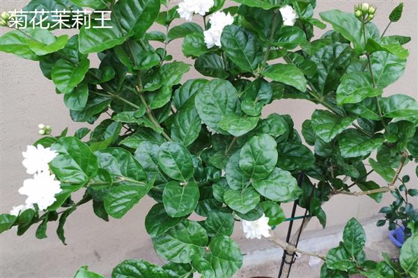 茉莉花的品种,常见虎头茉莉、宝珠茉莉等品种