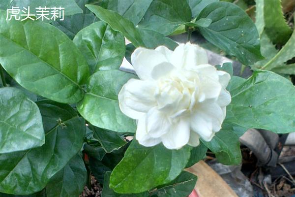 茉莉花的品种,常见虎头茉莉、宝珠茉莉等品种