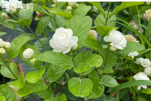 茉莉花的品种,常见虎头茉莉、宝珠茉莉等品种
