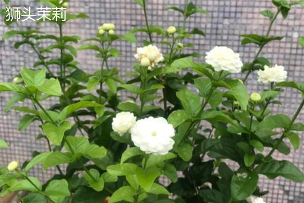 茉莉花的品种,常见虎头茉莉、宝珠茉莉等品种