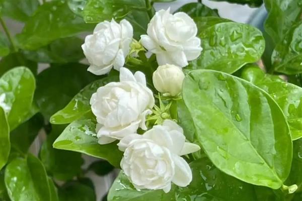 茉莉花的品种,常见虎头茉莉、宝珠茉莉等品种