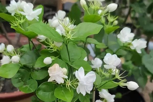 茉莉花的品种,常见虎头茉莉、宝珠茉莉等品种