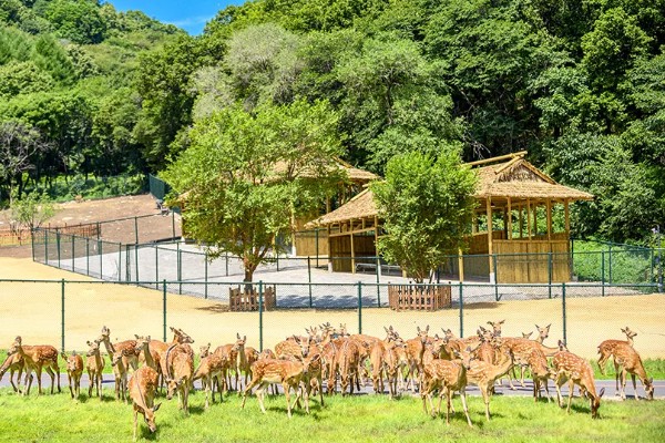 中国梅花鹿种源示范区在哪里,长春市双阳区的养殖历史已有300多年